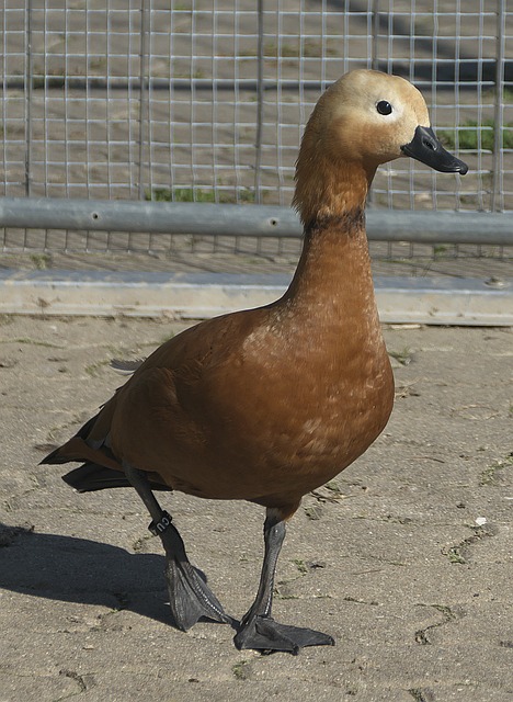 公正性